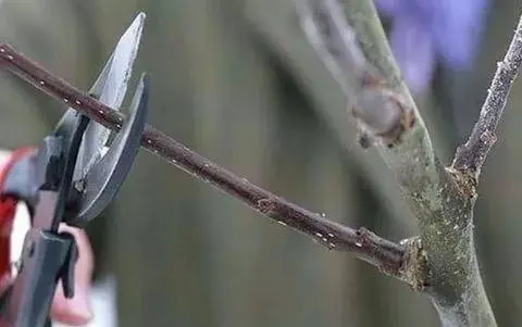 Pruning dwarf apple trees in autumn