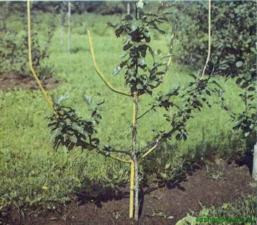 Pruning dwarf apple trees in autumn