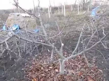 Pruning dwarf apple trees in autumn