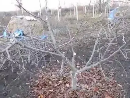 Pruning dwarf apple trees in autumn