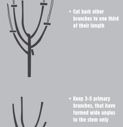 Pruning dwarf apple trees in autumn