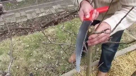 Pruning dwarf apple trees in autumn