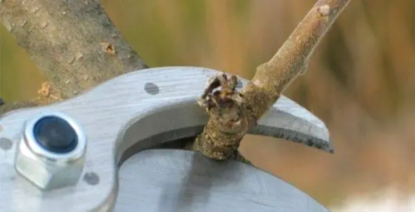 Pruning dwarf apple trees in autumn