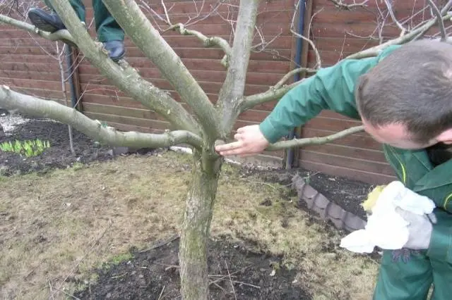 Pruning dwarf apple trees in autumn