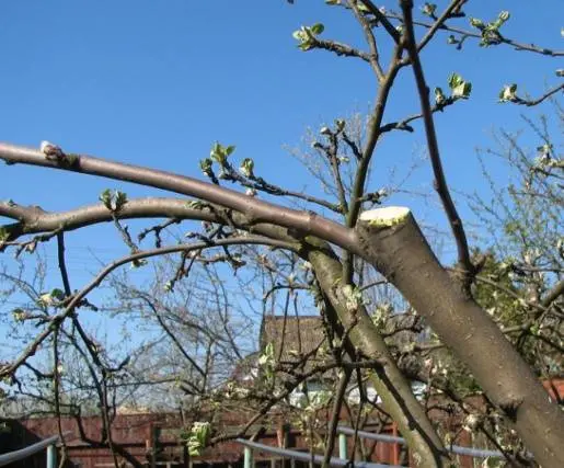 Pruning dwarf apple trees in autumn