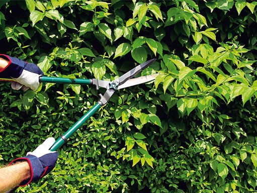 Pruning garden shrubs: techniques, tools