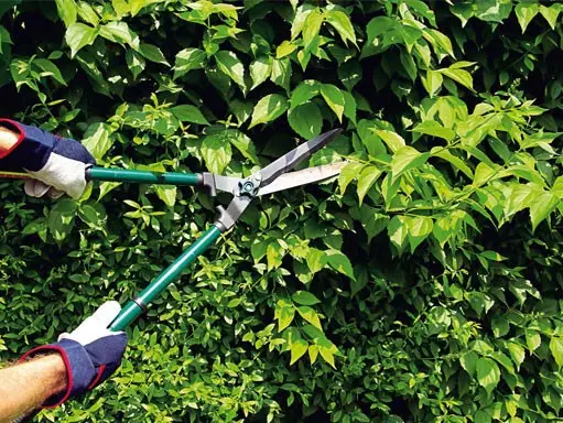 Pruning garden shrubs: techniques, tools