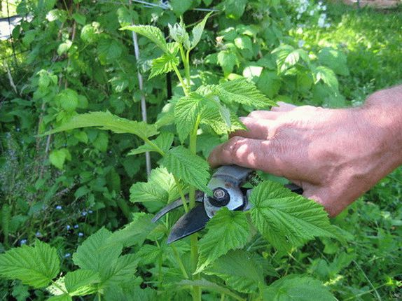 Pruning garden shrubs: techniques, tools