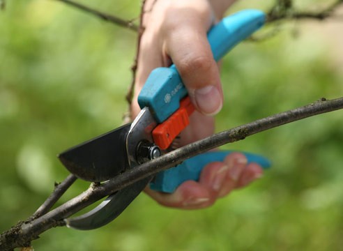 Pruning garden shrubs: techniques, tools