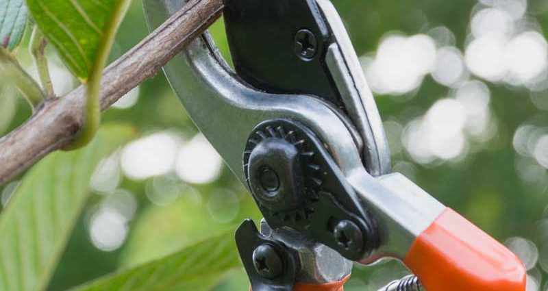 Pruning garden shrubs: techniques, tools