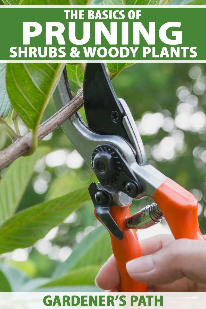 Pruning garden shrubs: techniques, tools