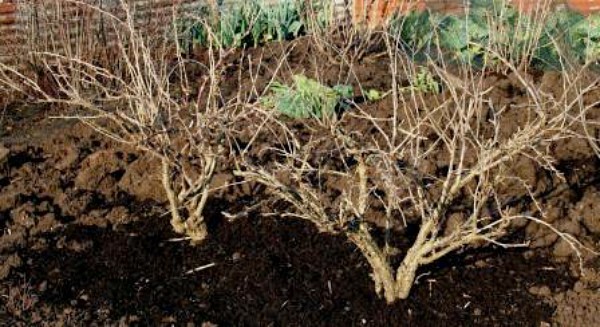 Pruning gooseberries in autumn for beginners: step by step instructions + photo (2022)