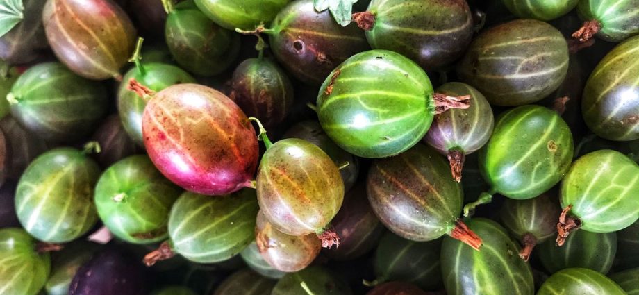 Pruning gooseberries in autumn for beginners: step by step instructions + photo (2022)