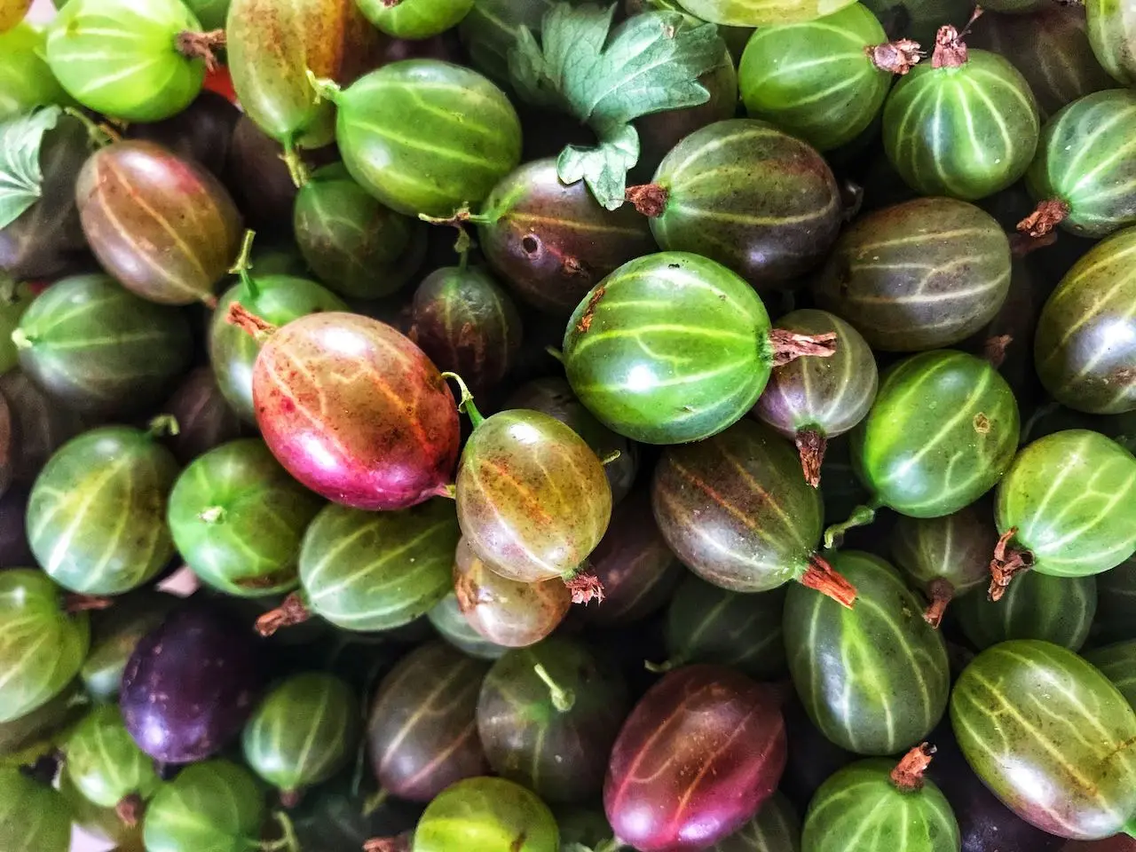 Pruning gooseberries in autumn for beginners: step by step instructions + photo (2022)