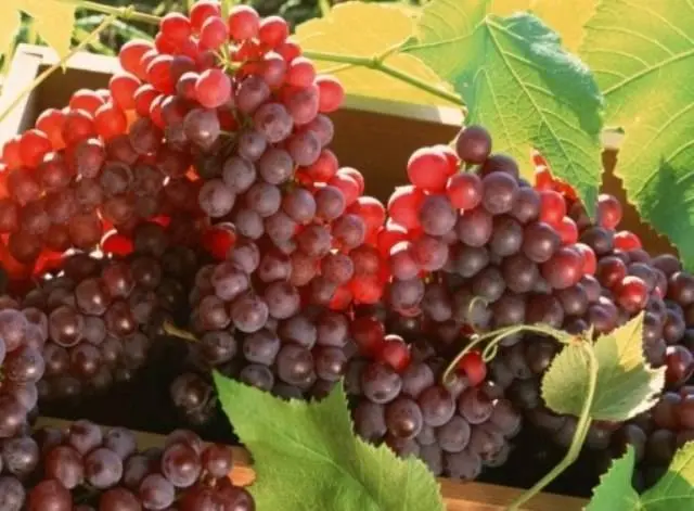 Pruning grapes in autumn 1, 2, 3 years