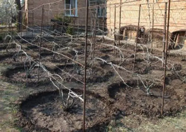 Pruning grapes in autumn 1, 2, 3 years