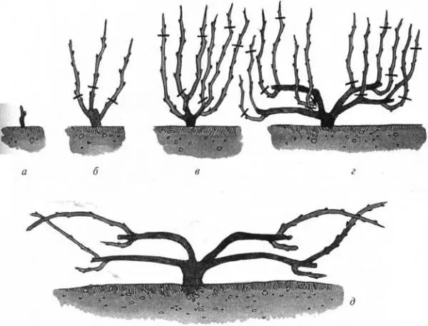 Pruning grapes in autumn 1, 2, 3 years