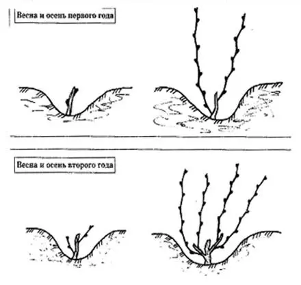 Pruning grapes in autumn 1, 2, 3 years