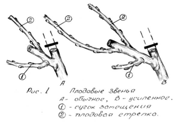 Pruning grapes in autumn 1, 2, 3 years