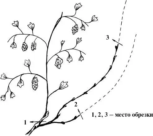 Pruning grapes in autumn 1, 2, 3 years