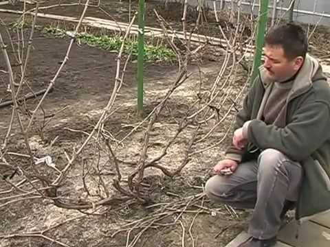 Pruning grapes in autumn 1, 2, 3 years