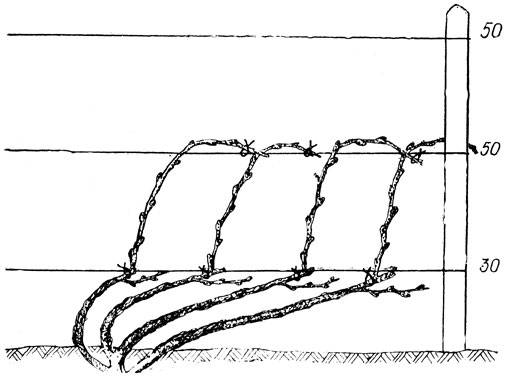 Pruning grapes in autumn 1, 2, 3 years