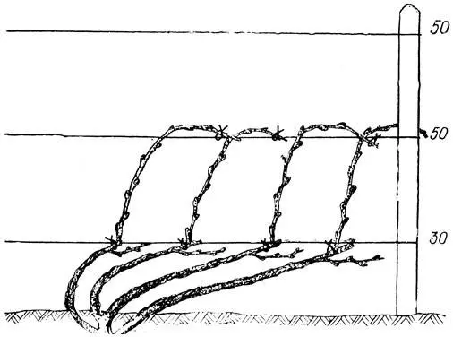 Pruning grapes in autumn 1, 2, 3 years