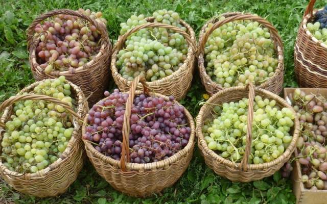 Pruning grapes in autumn 1, 2, 3 years