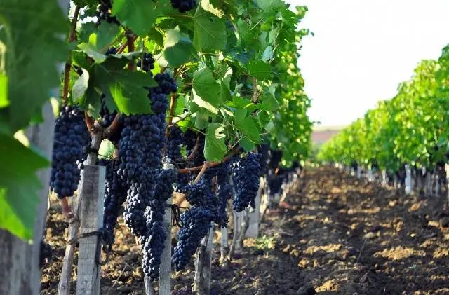 Pruning grapes in autumn 1, 2, 3 years