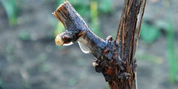 Pruning grapes in autumn 1, 2, 3 years