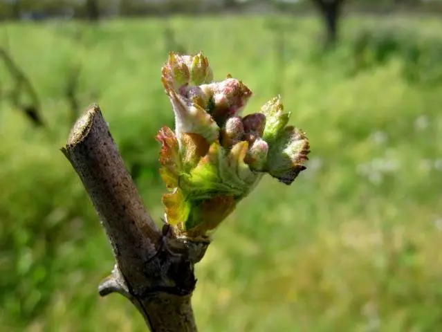 Pruning grapes in autumn 1, 2, 3 years