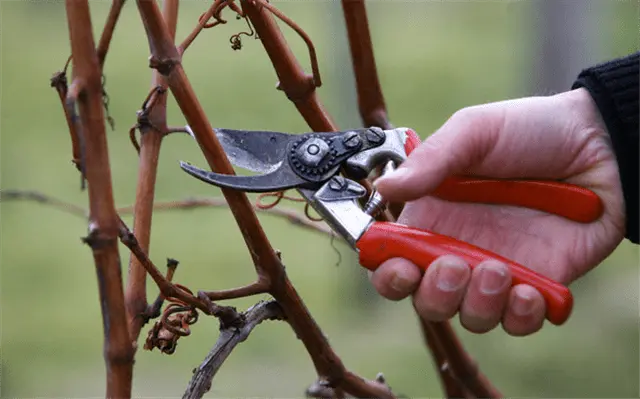 Pruning grapes in autumn 1, 2, 3 years