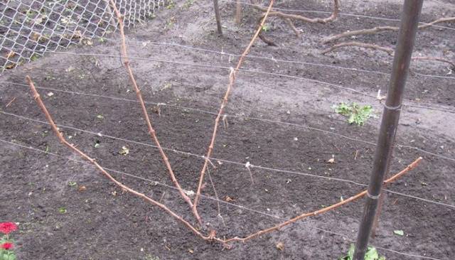 Pruning grapes in autumn 1, 2, 3 years