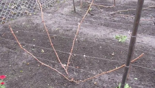 Pruning grapes in autumn 1, 2, 3 years