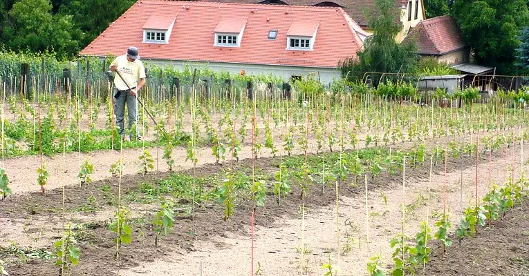 Pruning grapes in autumn 1, 2, 3 years