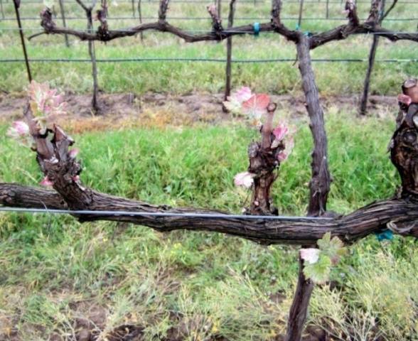 Pruning grapes in autumn for beginners in pictures