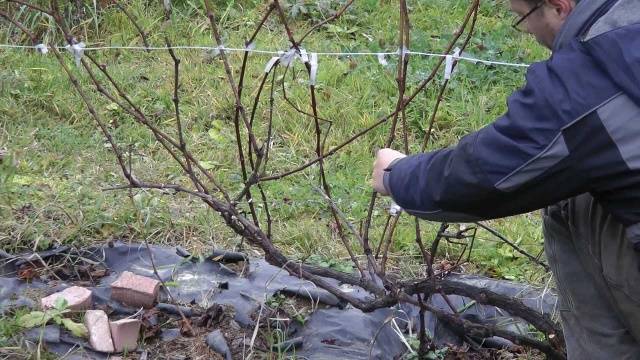 Pruning grapes in autumn for beginners in pictures