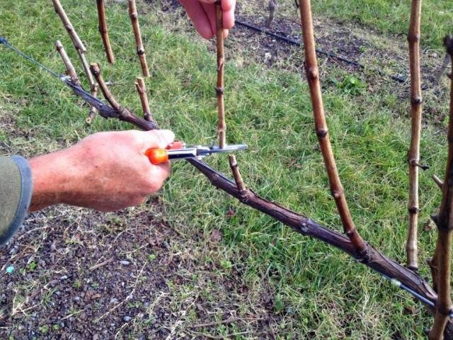 Pruning grapes in autumn for beginners in pictures