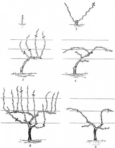 Pruning grapes in autumn for beginners in pictures