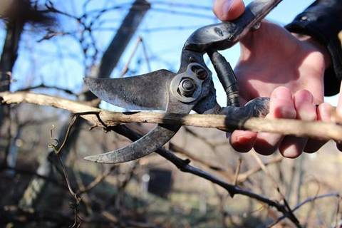 Pruning grapes in autumn for beginners in pictures