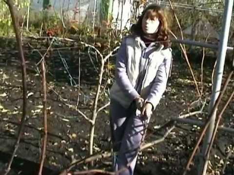 Pruning grapes in autumn for beginners in pictures