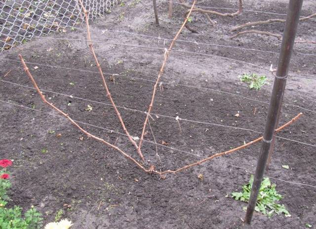 Pruning grapes in autumn for beginners in pictures