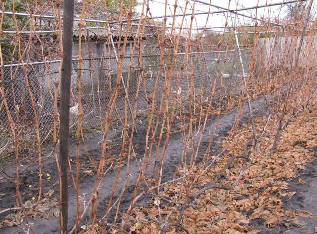 Pruning grapes in autumn for beginners in pictures