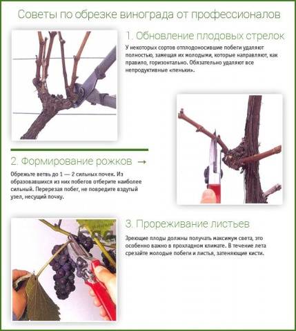 Pruning grapes in autumn for beginners in pictures