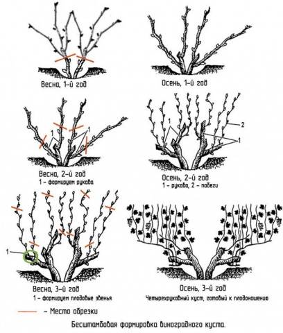 Pruning grapes in autumn for beginners in pictures