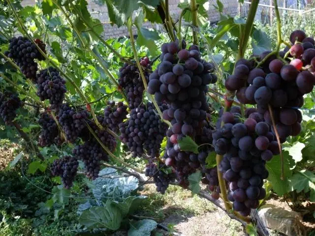 Pruning grapes in autumn in central Our Country