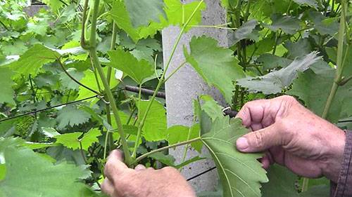 Pruning grapes in autumn in central Our Country