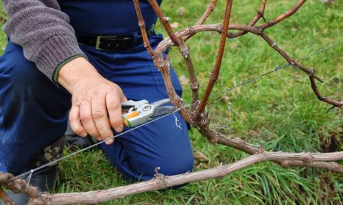 Pruning grapes in autumn in central Our Country