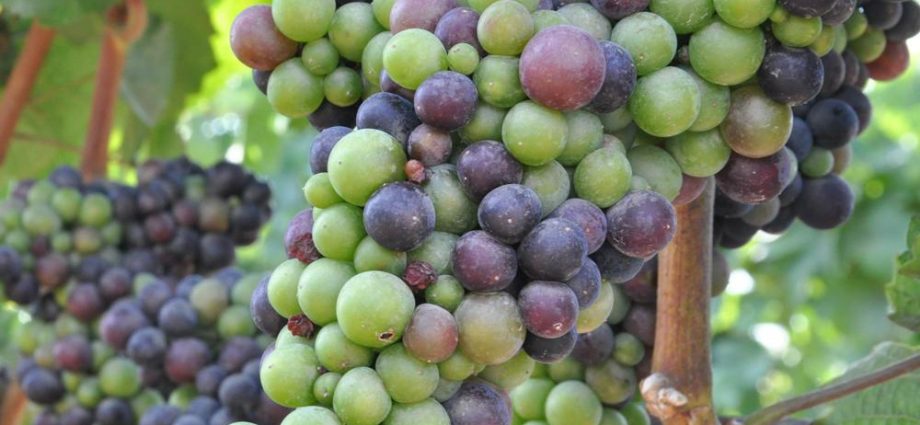 Pruning grapes in autumn in central Our Country