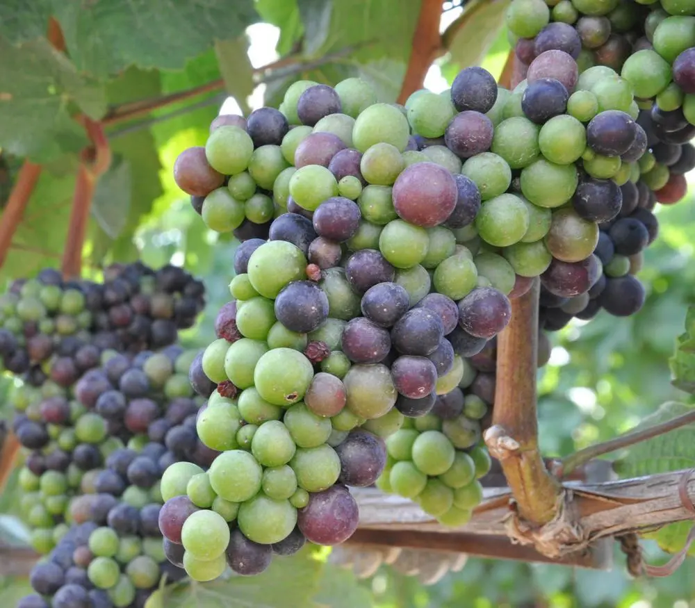 Pruning grapes in autumn in central Our Country